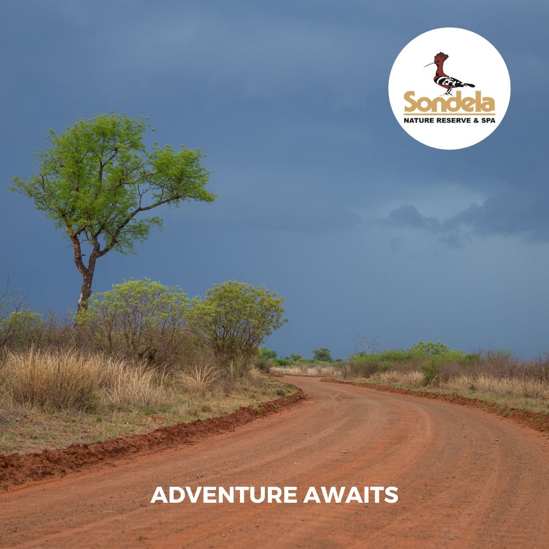 Red dirt road winding through the Sondela Nature Reserve bushveld under dramatic skies