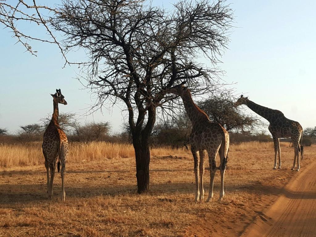 Giraffes on the Sondela Nature Reserve bushveld