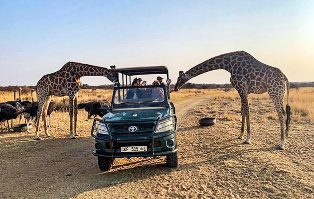 Game drive at Sondela Nature Reserve