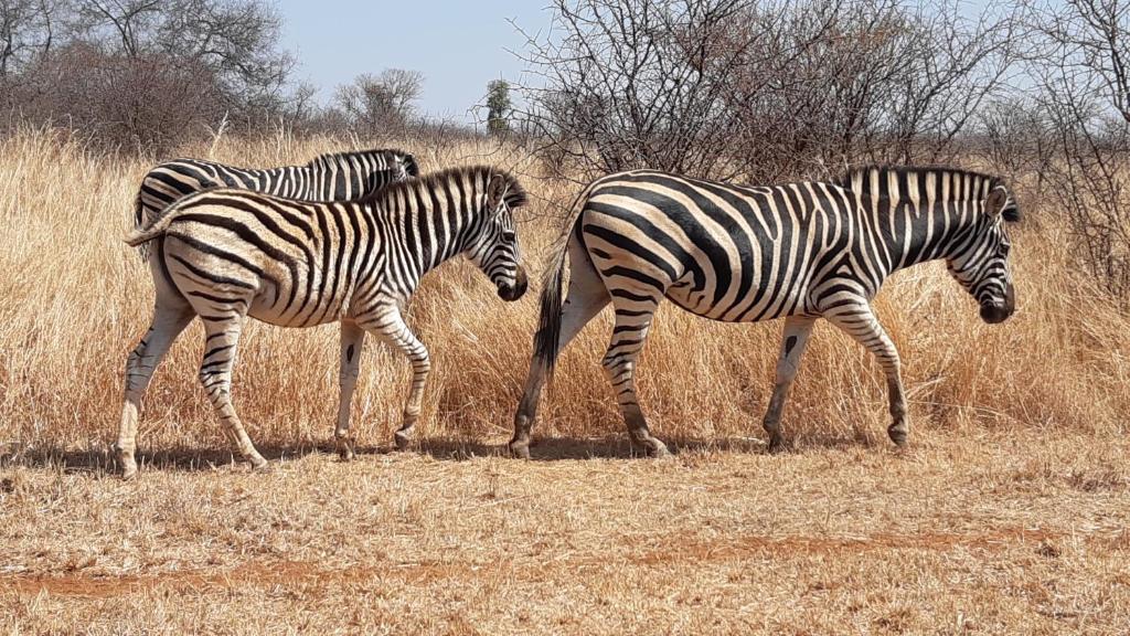 Zebras on the Sondela Nature Reserve bushveld