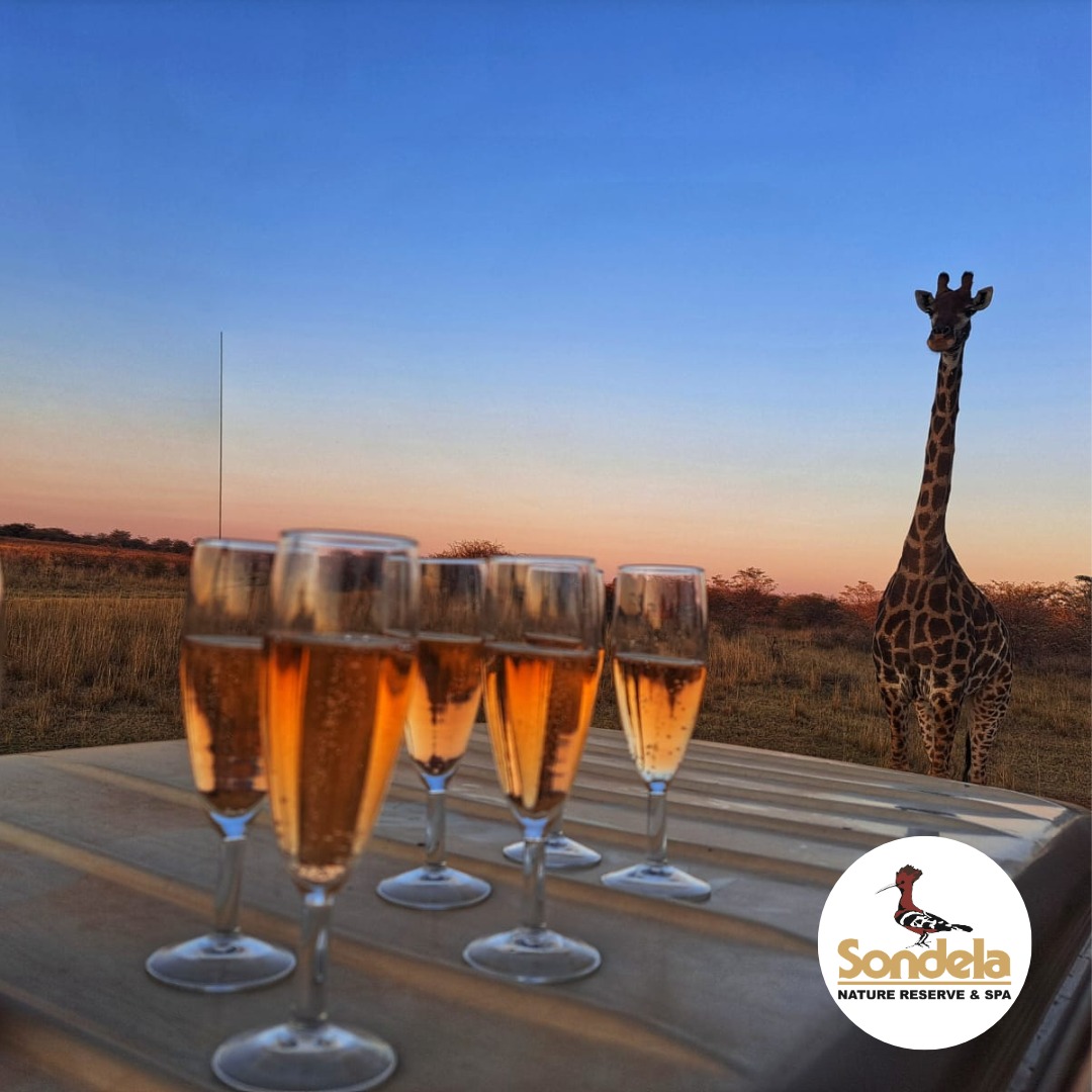 Sundowner drinks with a giraffe on the Sondela Nature Reserve at sunset