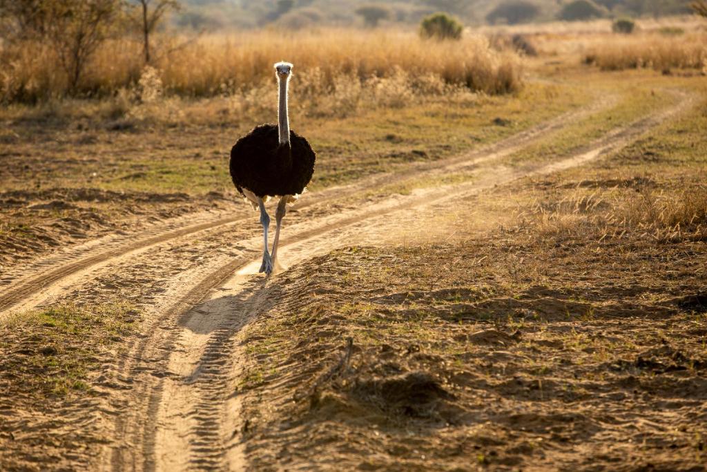 Ostrich walking along a sandy track on the Sondela Nature Reserve at golden hour